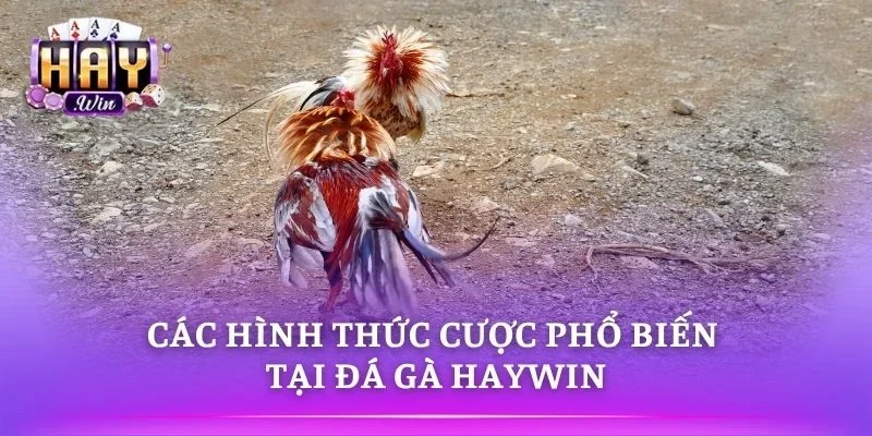 Người chơi lựa chọn nhiều kèo cược đá gà trực tuyến 