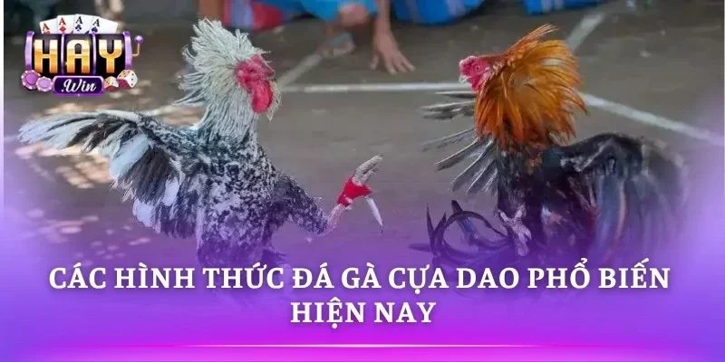 Đá gà cựa dao đa dạng trận đấu trực tuyến 