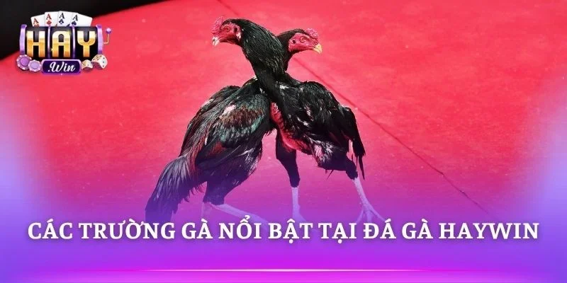 Nhiều trường gà trực tuyến hấp dẫn cho người chơi 