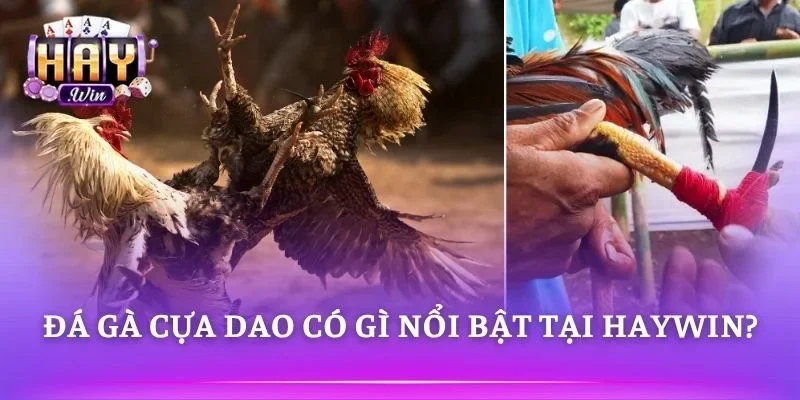 Livestream rõ nét với tỷ lệ cược hấp dẫn
