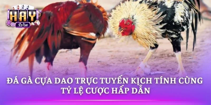 Đá Gà Cựa Dao Trực Tuyến Kịch Tính Cùng Tỷ Lệ Cược Hấp Dẫn