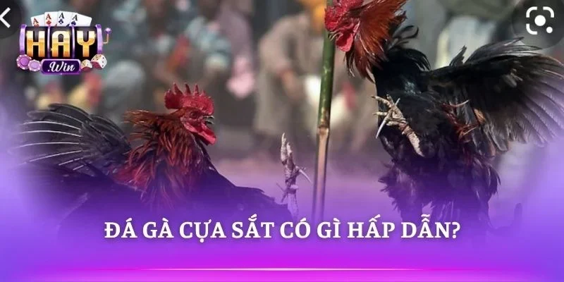 Những màn đối đầu kịch tính giữa các chiến kê mạnh 