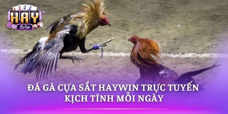 Đá Gà Cựa Sắt HAYWIN Trực Tuyến Kịch Tính Mỗi Ngày