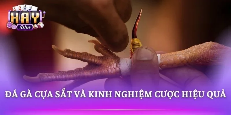 Kinh nghiệm chơi đá gà cựa sắt an toàn hơn 