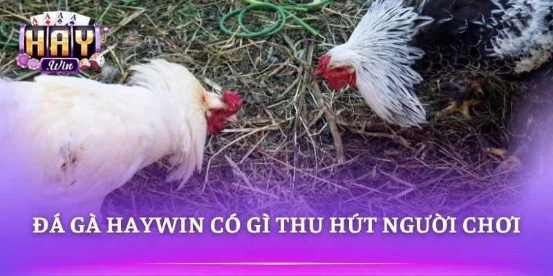 Đá Gà HAYWIN phát sóng trực tiếp nhiều trận hấp dẫn 
