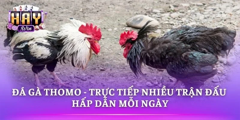 Đá Gà Thomo - Trực Tiếp Nhiều Trận Đấu Hấp Dẫn Mỗi Ngày