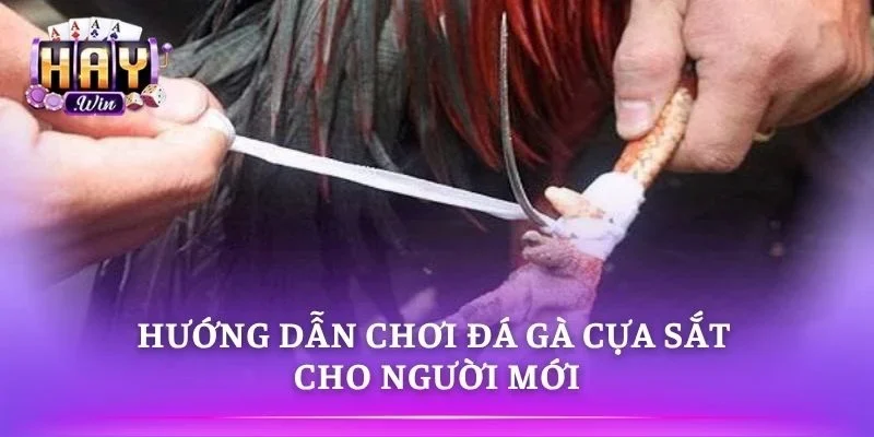 Cách xem trận đấu và đặt cược dễ hiểu 