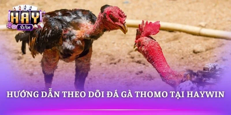 Đá gà Thomo tại HAYWIN xem trực tiếp ổn định mỗi ngày 